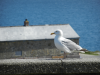 Lands' End (Cornwall)